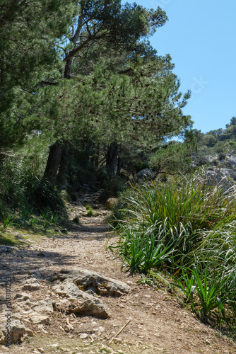 Wanderung auf Mallorca durch das Tramuntana Gebirge auf dem Fernwanderweg GR 221 Ruta de Pedra en Sec von Soller nach Lluc. Hier auf dem historischen Weg durch Barranc de Biniaraix.