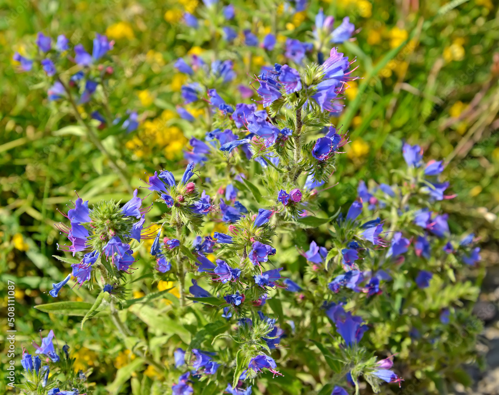 Obraz premium Common bruise (Echium vulgare L.). flowers