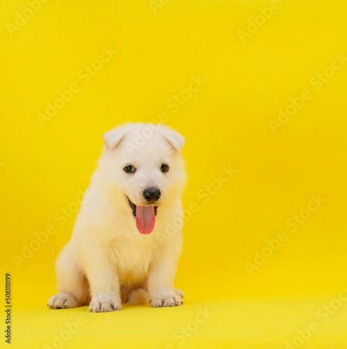 cute white puppy on isolated yellow background
