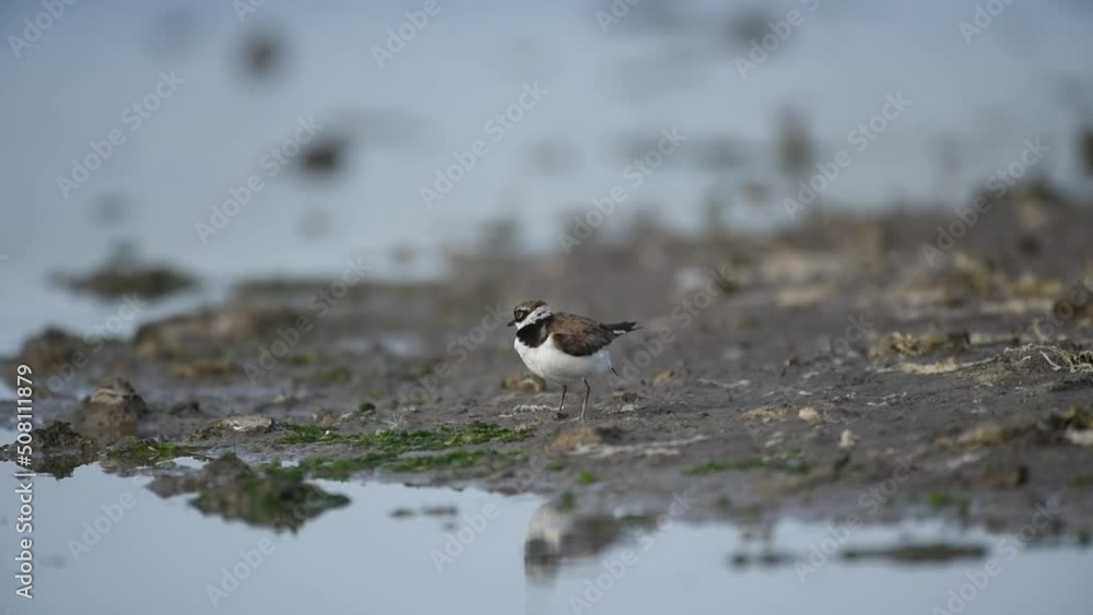 Little Ringed Plover, Charadrius dubius in the wild. A bird is cleaning its feathers. Little Ringed Plover, Charadrius dubius in the wild. A bird is cleaning its feathers.