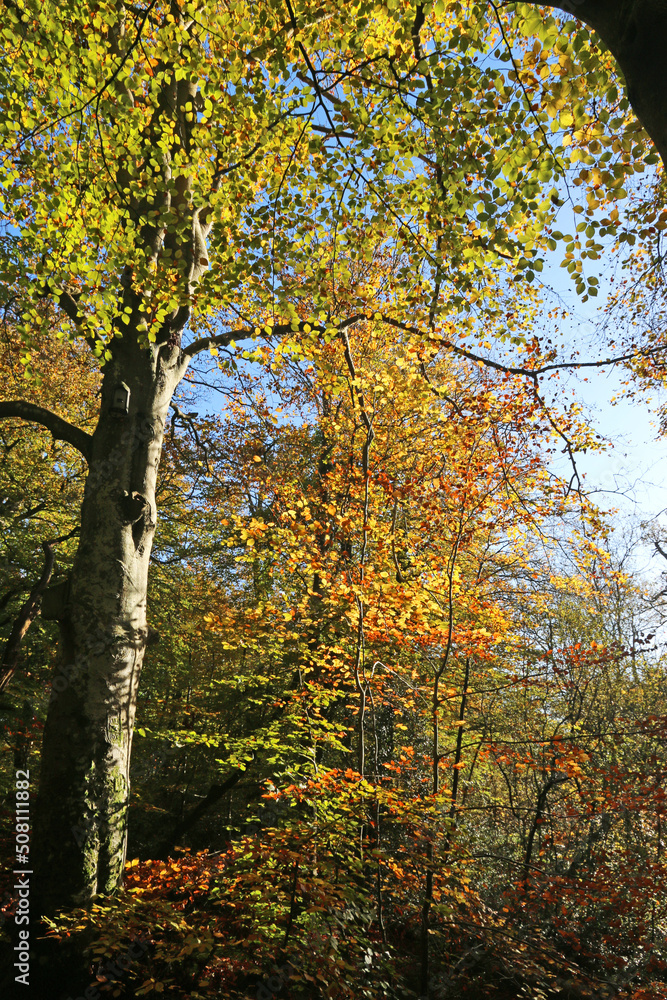 Beech trees in Autumn	