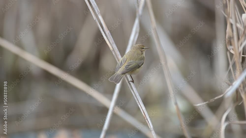 Common Chiffchaff on cane, phylloscopus collybita. In the wild. Common Chiffchaff on cane, phylloscopus collybita. In the wild.