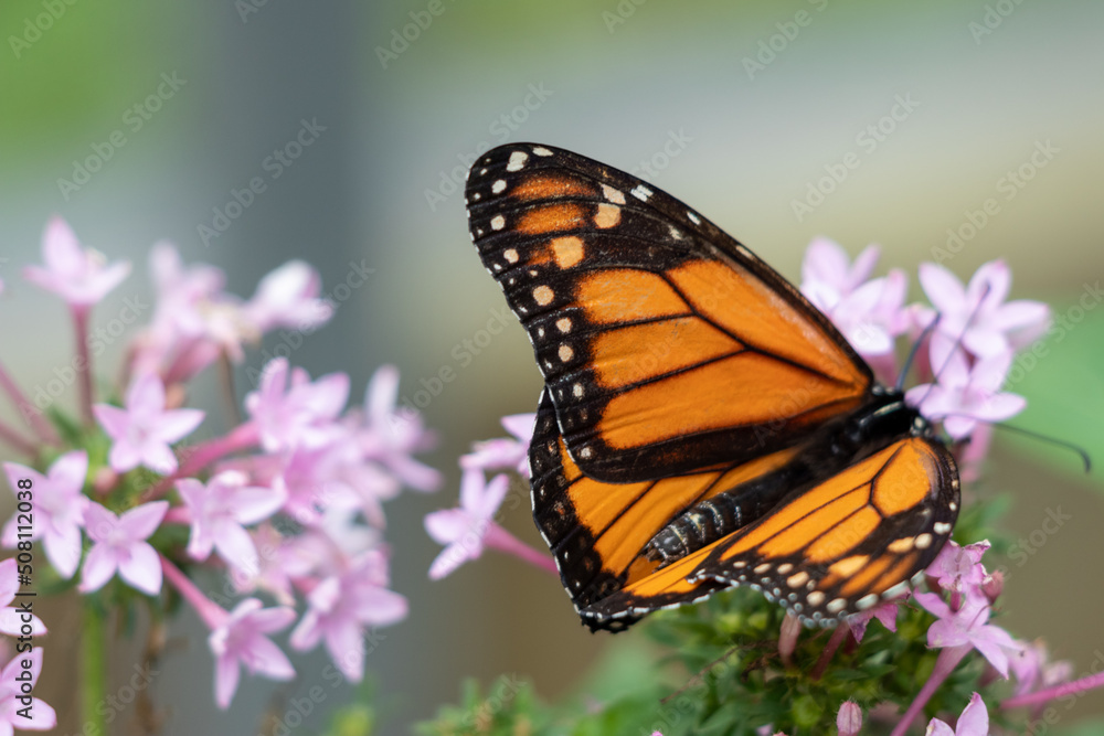 Orange and Black Butterfly on Pink Flowers Orange and Black Butterfly on Pink Flowers