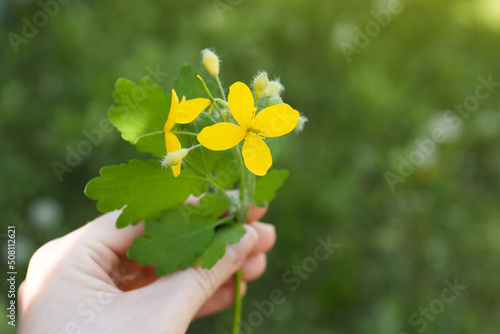 Woman holding celandine plant with yellow flowers outdoors, closeup. Space for text