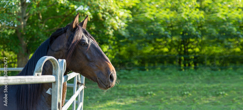 Cheval d'entrainement dans un enclos métallique dans un pré arboré