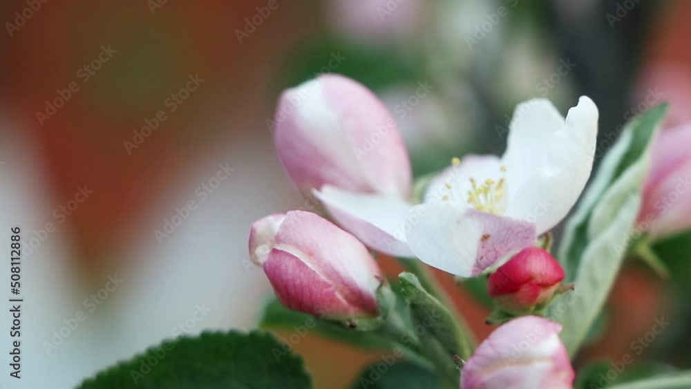 pple tree flowers. Apple blossom. Flowers in spring time. pple tree flowers. Apple blossom. Flowers in spring time.