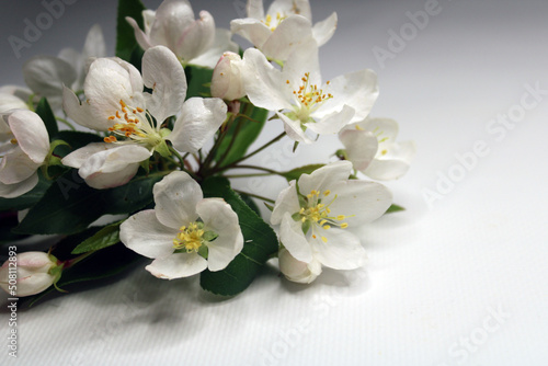 A bouquet of white flowers on a white background with empty space for the inscription. Background for postcards, posters.