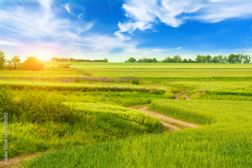 Beautiful summer landscape.