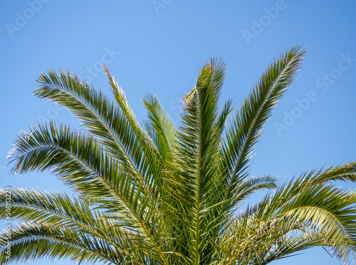 The top of a palm tree against the blue sky. Beautiful background. South. Resort. Vacation on the coast. Palm tree trunk.