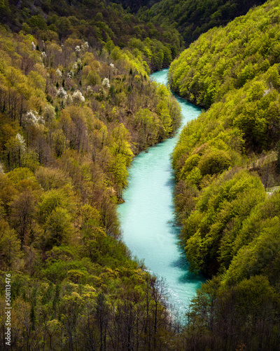 Djurdjevica Tara photo