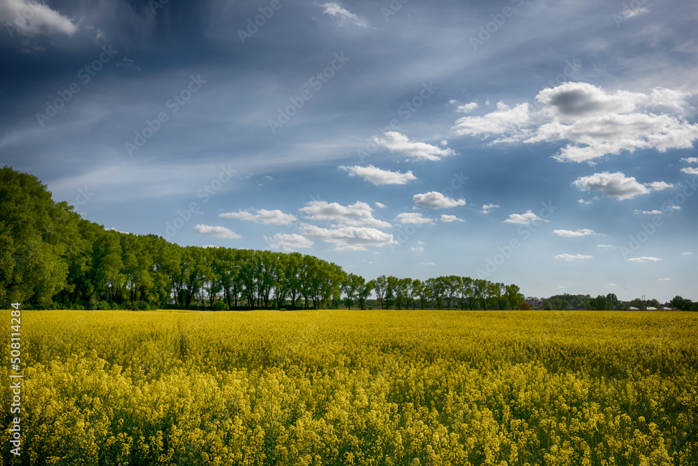 The perfect landscape of fields in a sunny day with perfect clouds in the sky