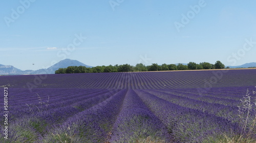 Lavender field in Provence, close to Valensole, France. . High quality photo
