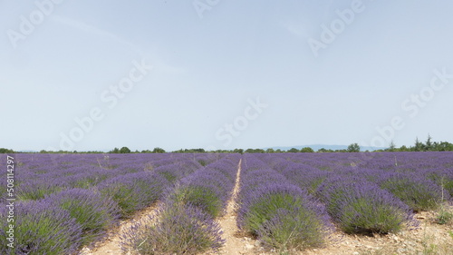 Lavender field in Provence  close to Valensole  France. . High quality photo