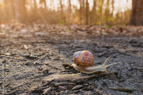 Ślimak, ślimak wystaw rogi. Winniczek na drodze w lesie.