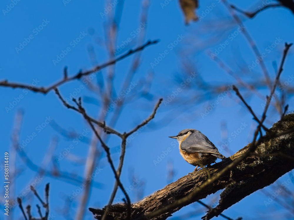 little blacksmith bird on an oak branch