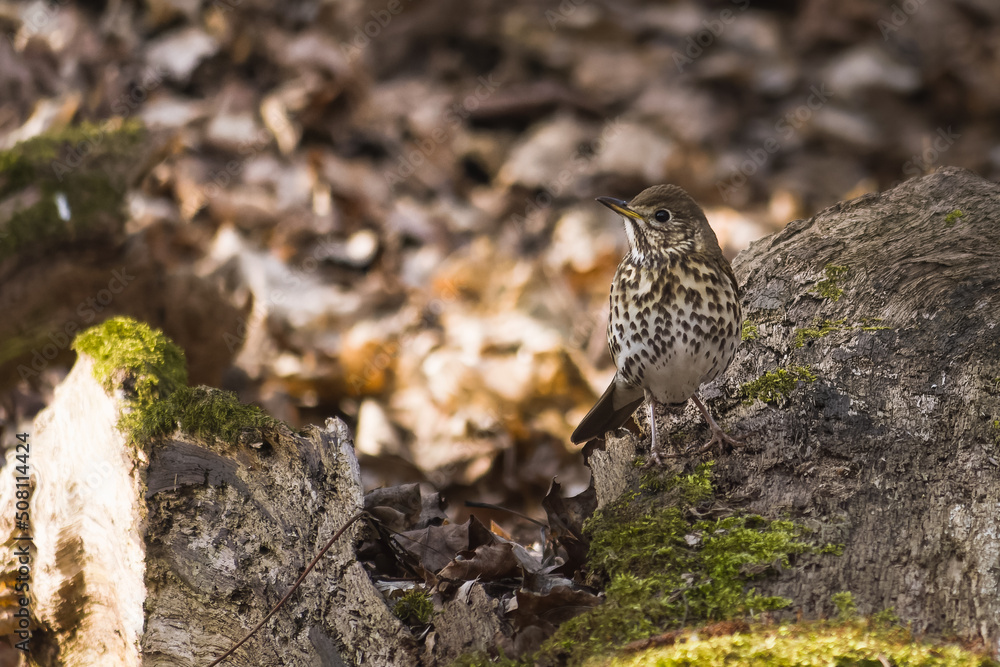 thrush in the forest on a fallen tree trunk thrush in the forest on a fallen tree trunk