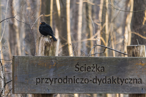 Obraz na płótnie blackbird on the post of the information board w salonie