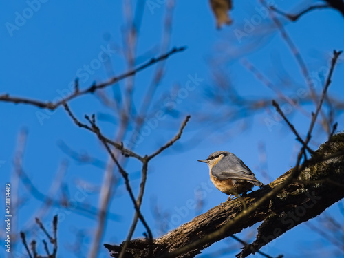 Obraz na płótnie little blacksmith bird on an oak branch w salonie