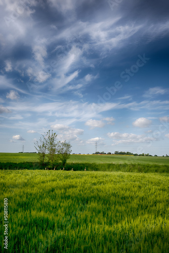 The perfect landscape of fields in a sunny day with perfect clouds in the sky