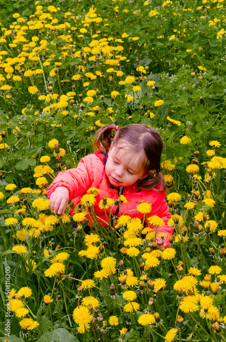 Two-year-old girl among yellow dandelions