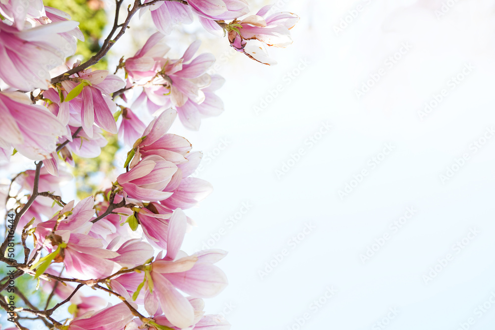 Blooming magnolia tree in spring on pastel bokeh white background, internet springtime banner