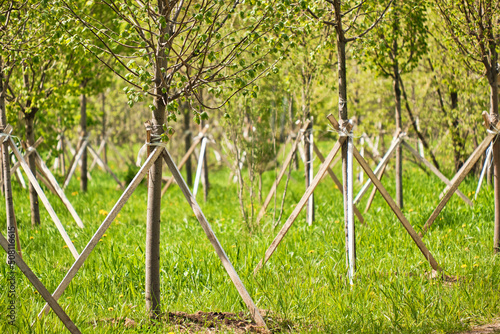 Newly planted young trees in row are supported by wooden stakes in cut forest.