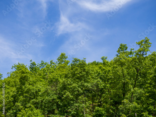 Fototapeta Naklejka Na Ścianę i Meble -  green trees and blue sky
