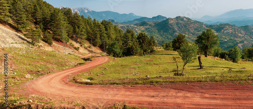 Cedar forest landscape and dirt road