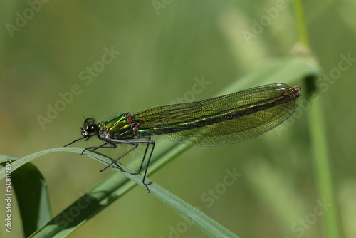 A female Banded Demoiselle, Calopteryx splendens, perching on a blade of grass.