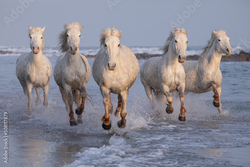 Camargue horses on the beach