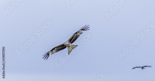 Red Kites  Buzzards and Leucistic Red Kites  Red Kite Retreat  Castlewellan  County Down  Slieve Croob and Mourne Area of outstanding Natural Beauty