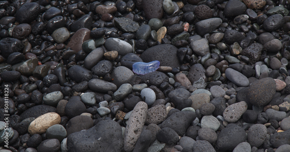 Fauna of Gran Canaria, dangerous Portuguese man o' war jellyfish flotation bubble between black pebbles on the north shore
Fauna of Gran Canaria, dangerous Portuguese man o' war jellyfish flotation bubble between black pebbles on the north shore