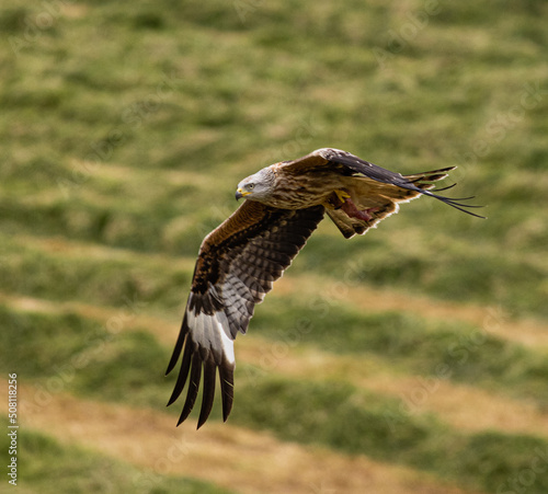 Red Kites, Buzzards and Leucistic Red Kites, Red Kite Retreat, Castlewellan, County Down, Slieve Croob and Mourne Area of outstanding Natural Beauty
