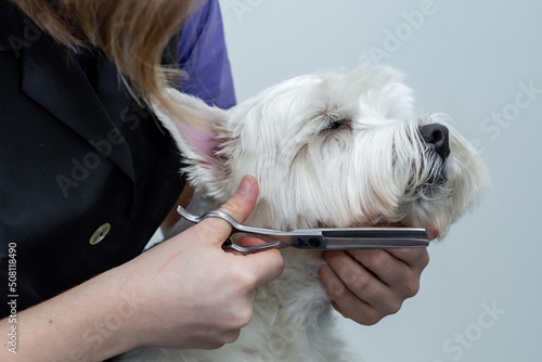 a groomer gives a haircut to a West Highland White Terrier dog with scissors