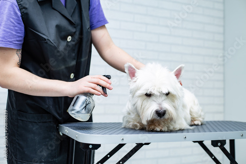 a groomer sprays a West Highland White Terrier dog with a spray gun during grooming