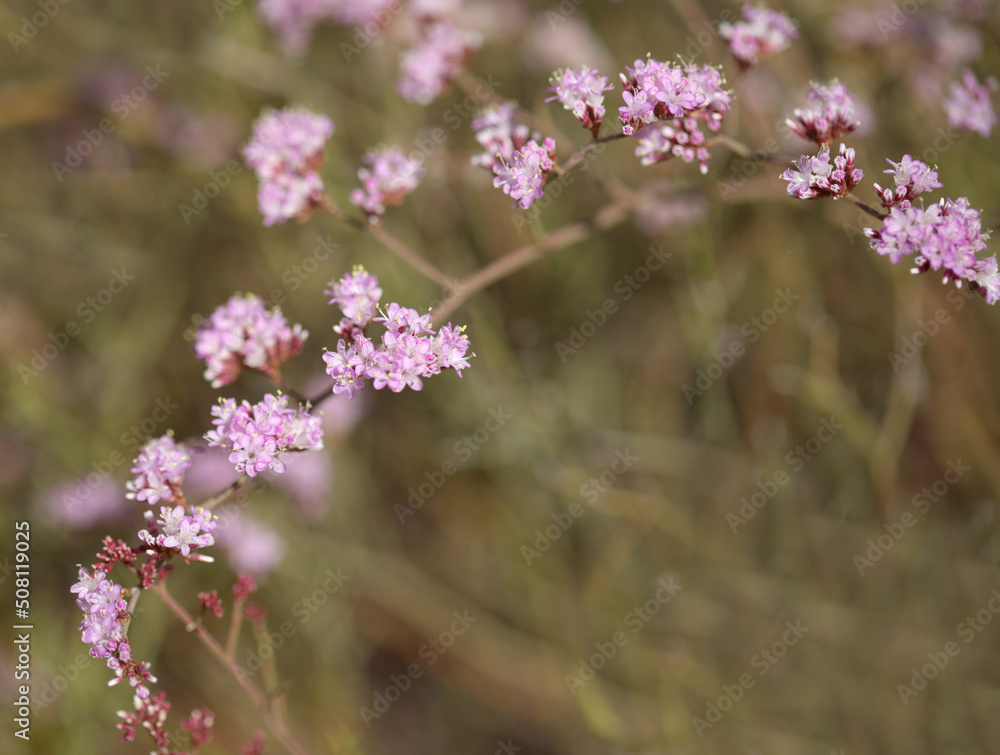 Flora of Gran Canaria - Limonium tuberculatum, vulnerable sea lavender species natural macro floral background
Flora of Gran Canaria - Limonium tuberculatum, vulnerable sea lavender species natural macro floral background