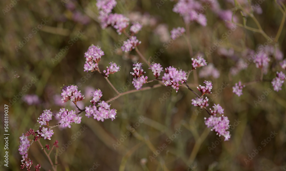 Flora of Gran Canaria - Limonium tuberculatum, vulnerable sea lavender species natural macro floral background
Flora of Gran Canaria - Limonium tuberculatum, vulnerable sea lavender species natural macro floral background
