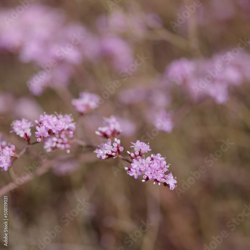 Flora of Gran Canaria - Limonium tuberculatum, vulnerable sea lavender species natural macro floral background 