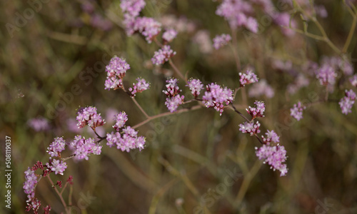 Flora of Gran Canaria -  Limonium tuberculatum  vulnerable sea lavender species natural macro floral background 