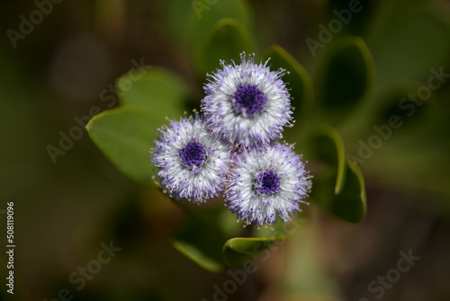 Flora of Gran Canaria -  small pale blue flowers of Globularia ascanii, 
globe daisy endemic to the island, natural macro floral background
 photo
