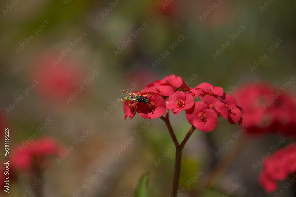Flowering Euphorbia milii, the crown of thorns, natural macro floral background Flowering Euphorbia milii, the crown of thorns, natural macro floral background