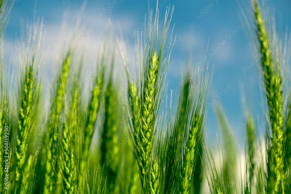 Green wheat field close up image. Agriculture scene Green wheat field close up image. Agriculture scene