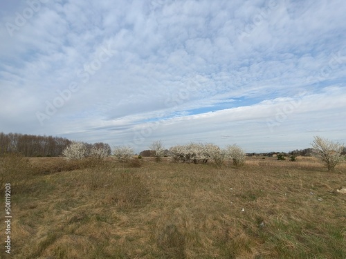 landscape with trees