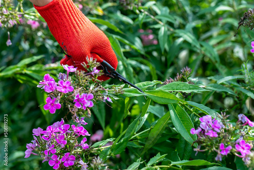 Obraz na płótnie gardener in red gloves makes pruning with pruning shears faded phlox flowers