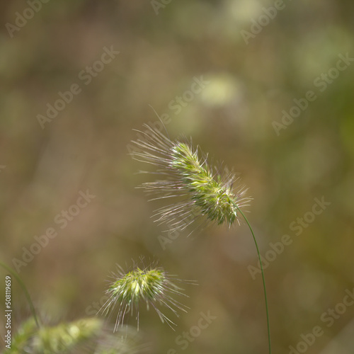 Flora of Gran Canaria - Cynosurus echinatus  bristly dogstail grass natural macro floral background 