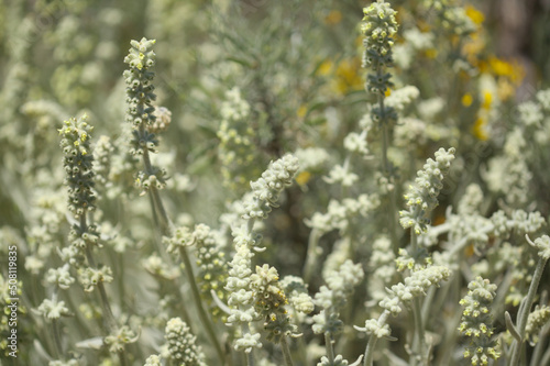 Flora of Gran Canaria - Sideritis dasygnaphala, white mountain tea of Gran Canaria, endemic, natural macro floral background 