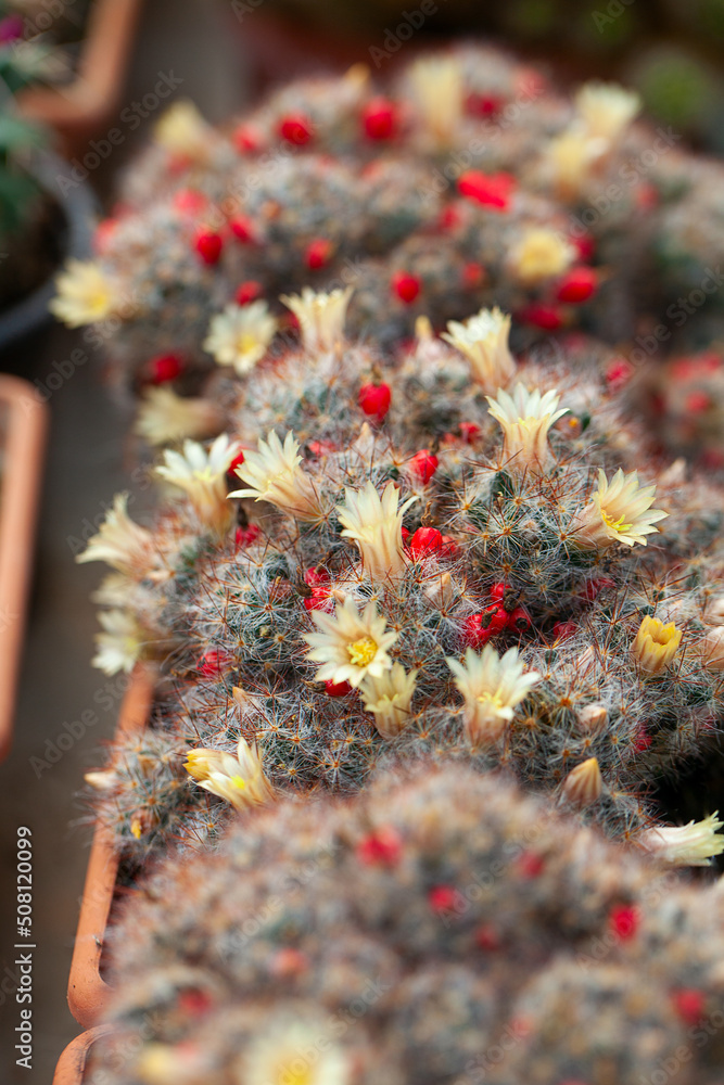 blooming cactus plants close up blooming cactus plants close up