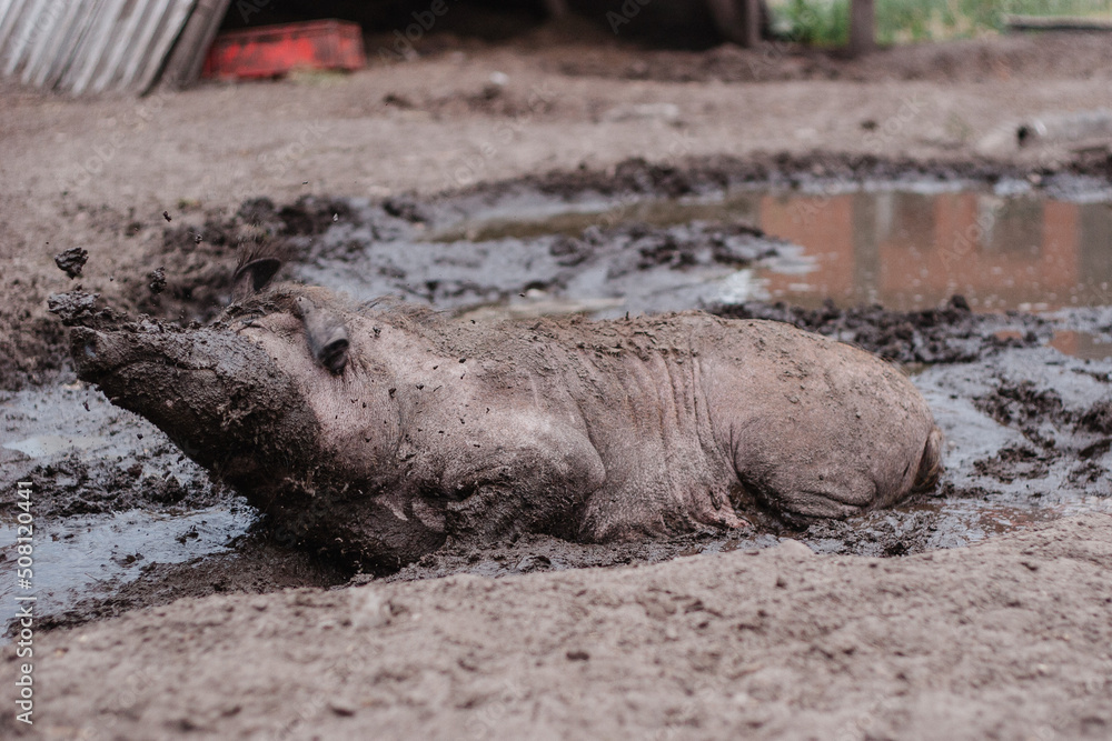 Bauernhof mit Wildschweinen Hausschweinen suhle, Gehege Sauen und Eber