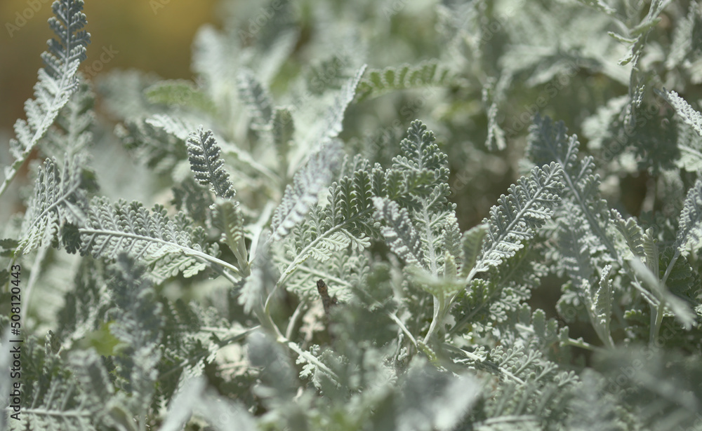 Flora of Gran Canaria - leaves of Gonospermum ptarmicaeflorum aka silver tansy, endemic and endangered species natural macro floral background
Flora of Gran Canaria - leaves of Gonospermum ptarmicaeflorum aka silver tansy, endemic and endangered species natural macro floral background
