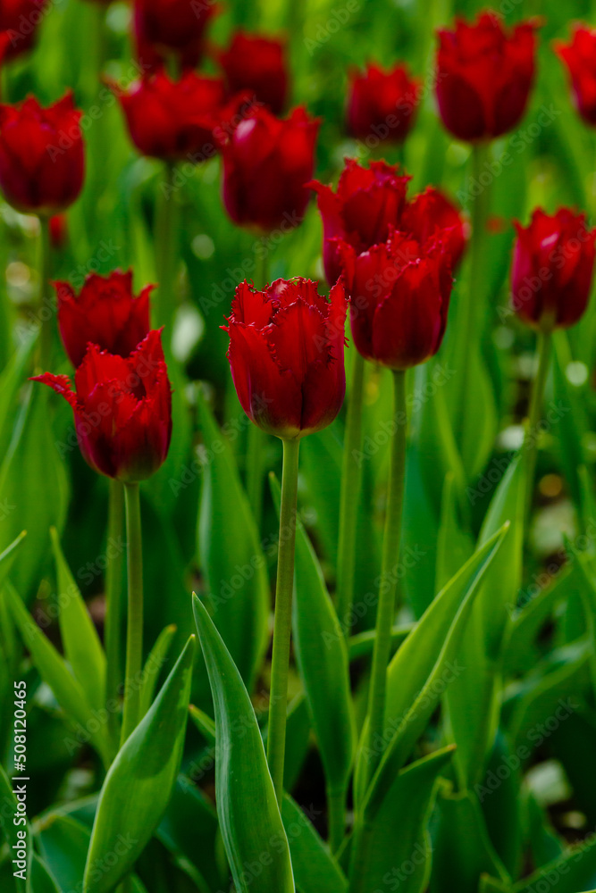 Fringed red tulip in spring garden